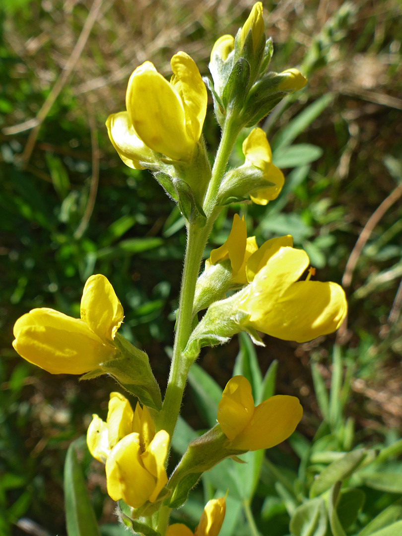 Ascending flowers