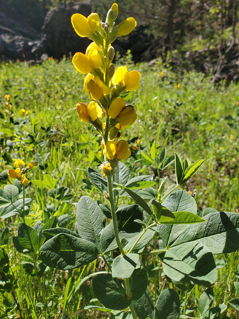 Flowers and leaves