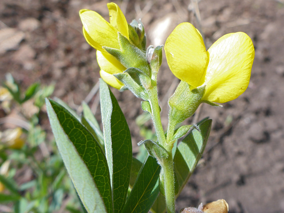 Bright yellow flowers