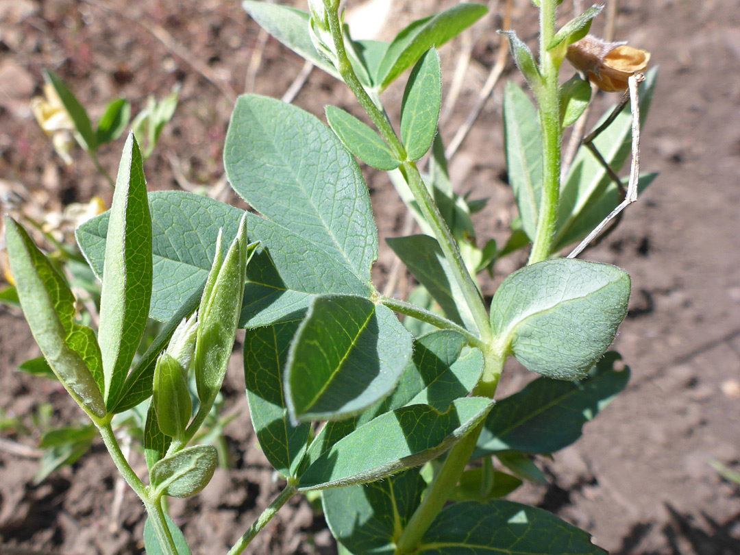 Hairless leaves