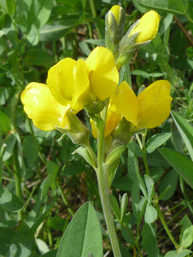 Flowers and stem