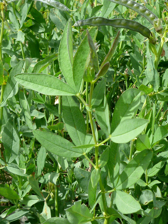 Ovate leaves