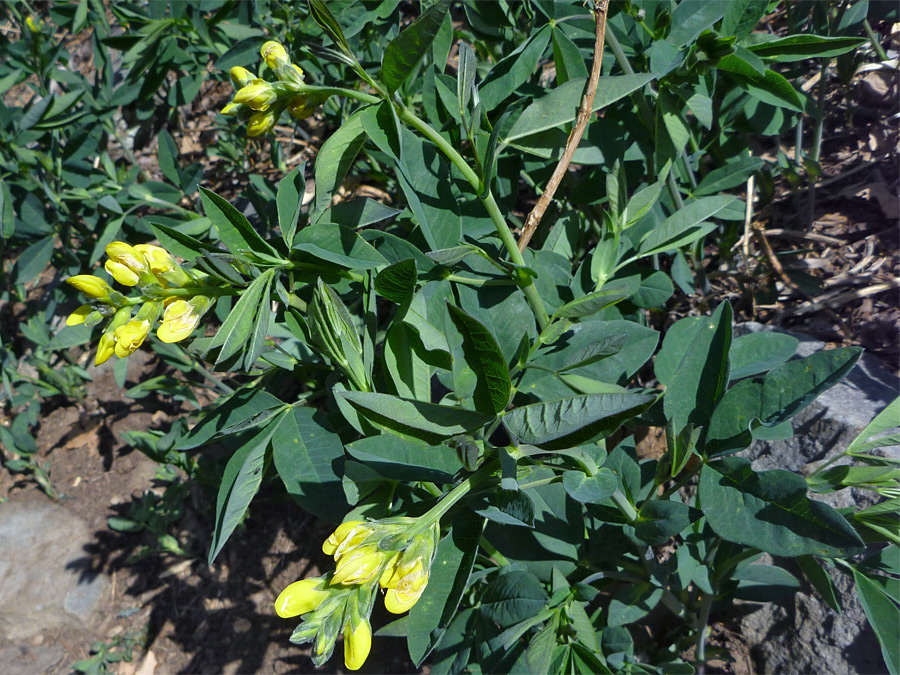 Leaves and flowers