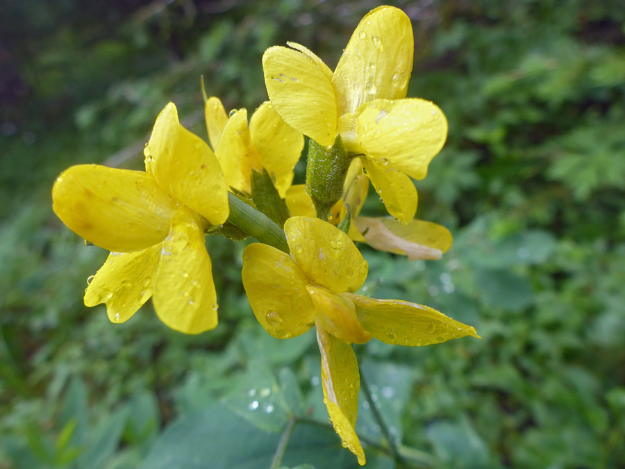 Small flower cluster