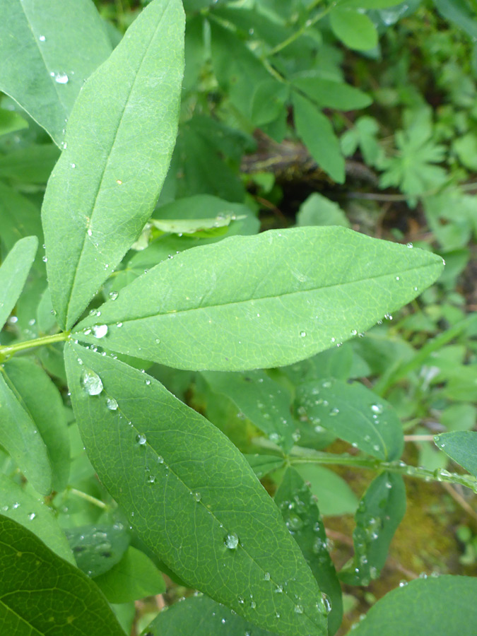 Drops on leaflets