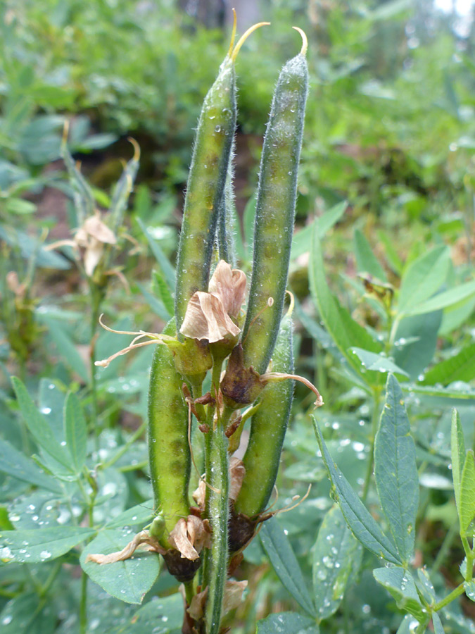 Seed pods