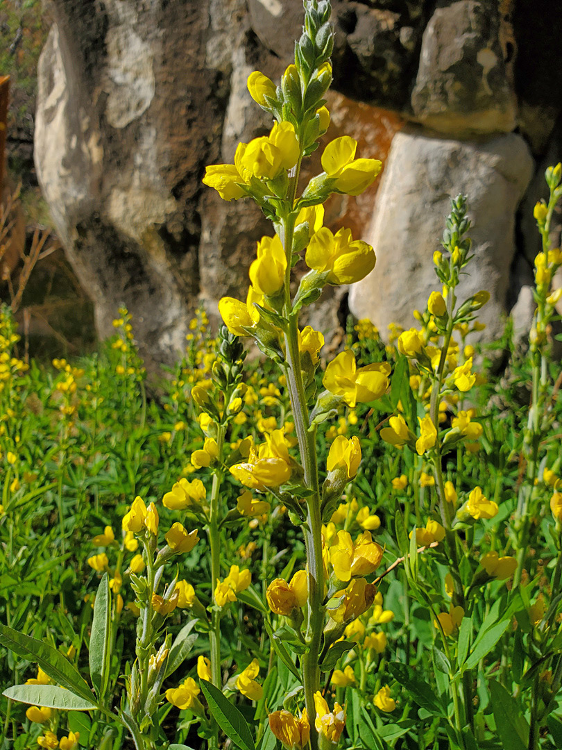 Elongated flower cluster