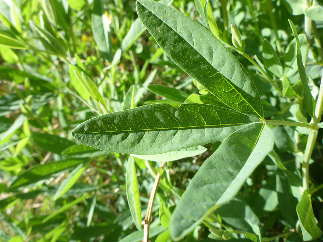 Trifoliate leaf