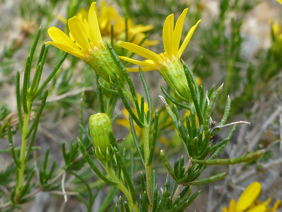 Green, linear leaves