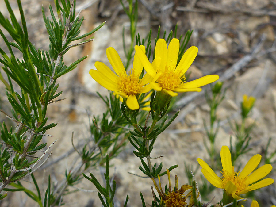 Flowers and leaves