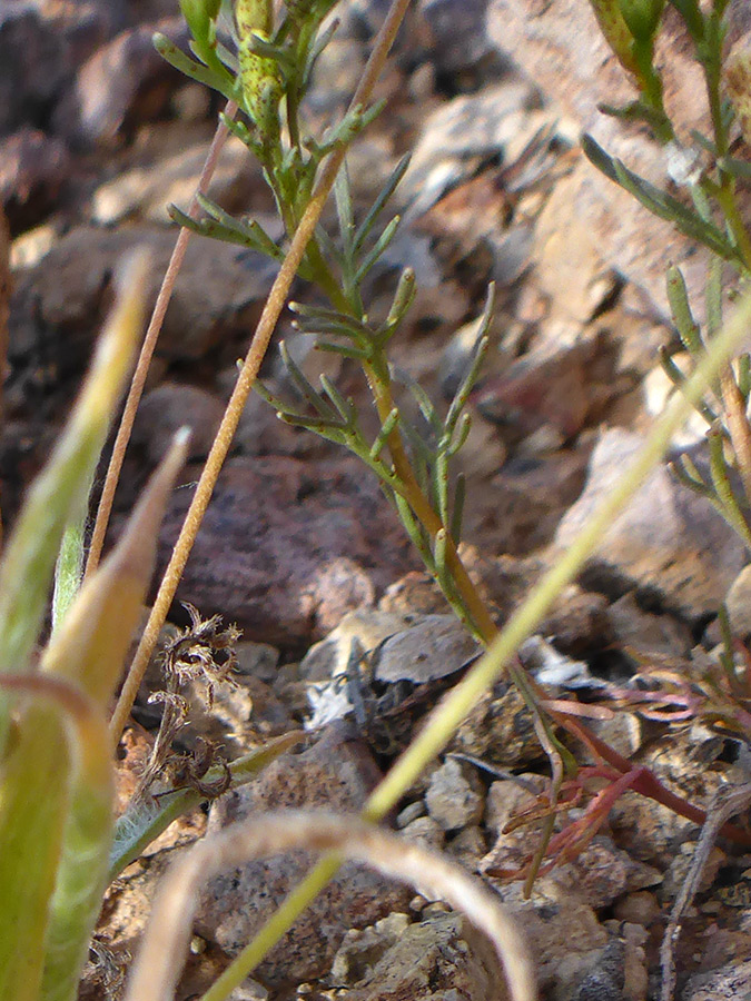 Basal leaves