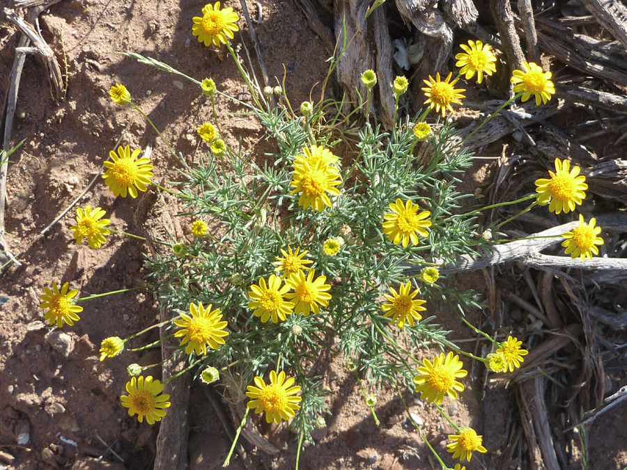 Flowers, stems and leaves