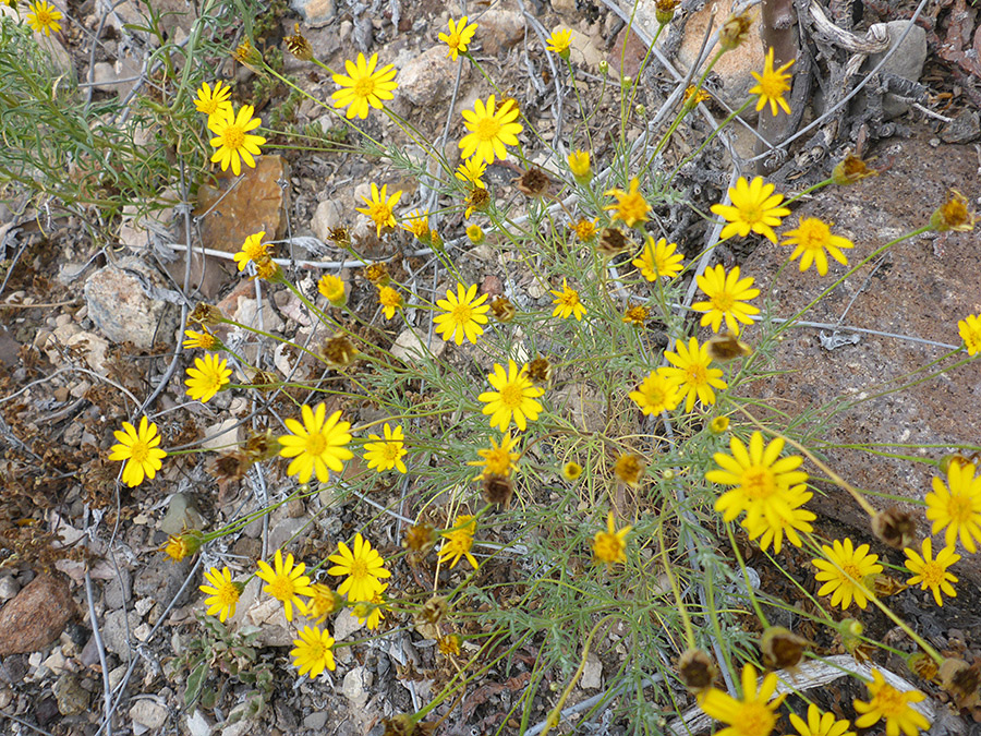 Typical plant