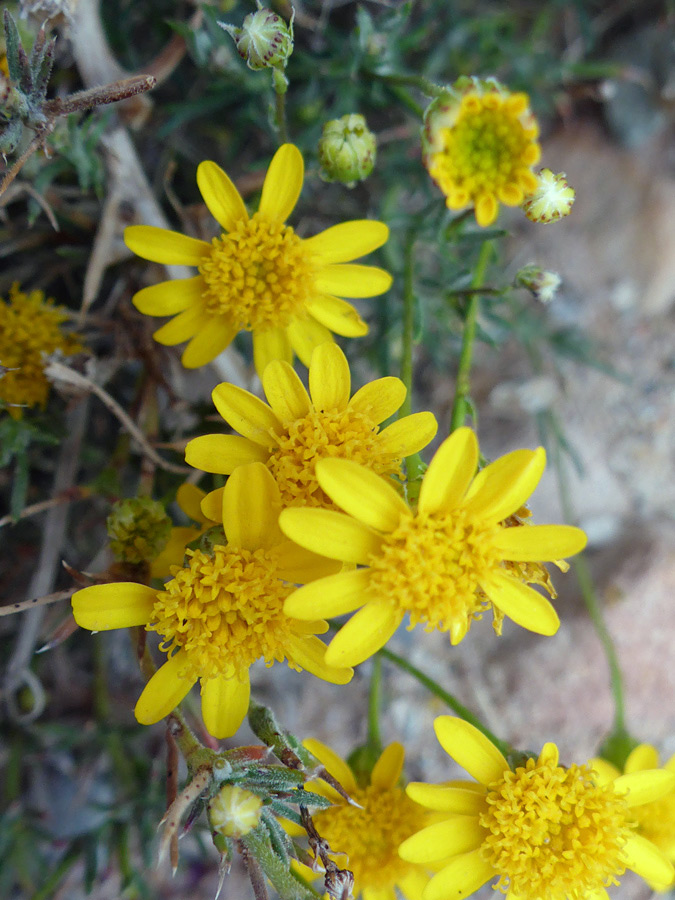 Group of flowerheads