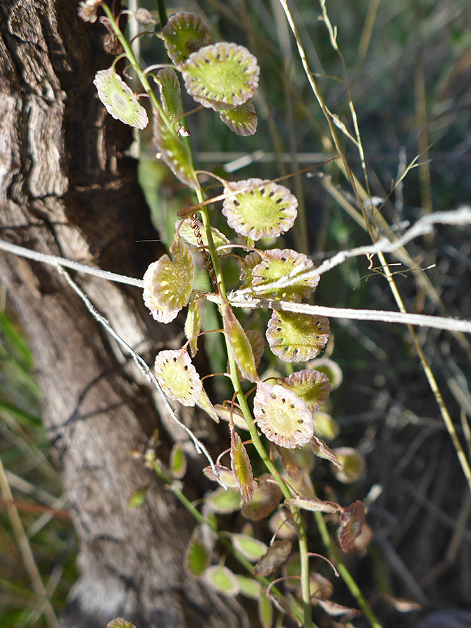 Upper stem