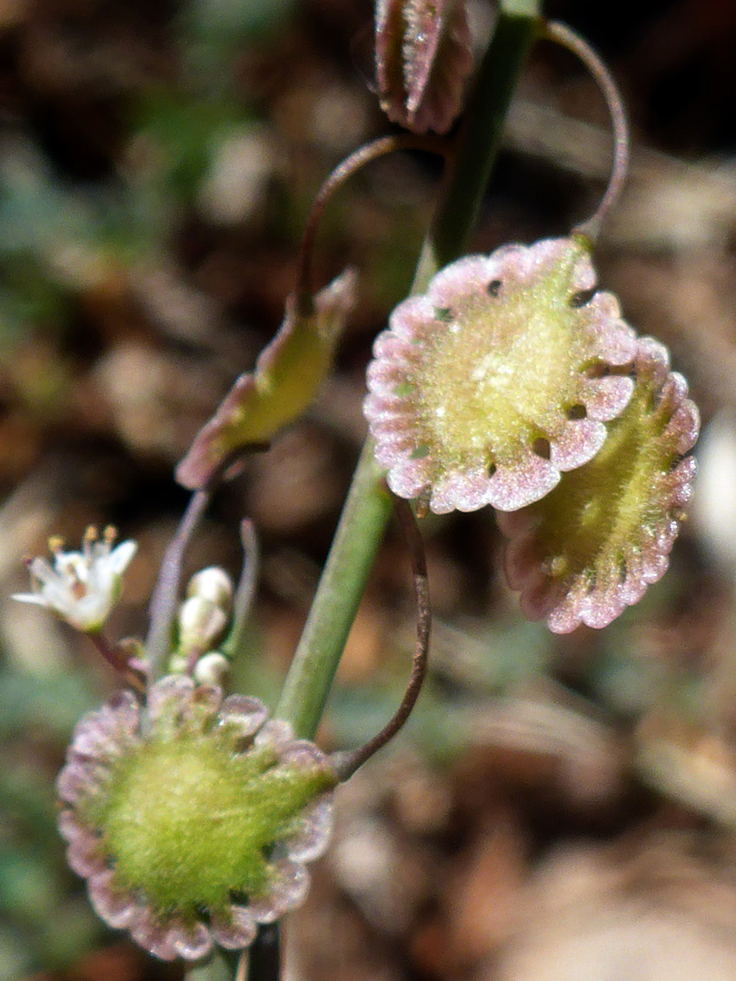 Disc-shaped fruits