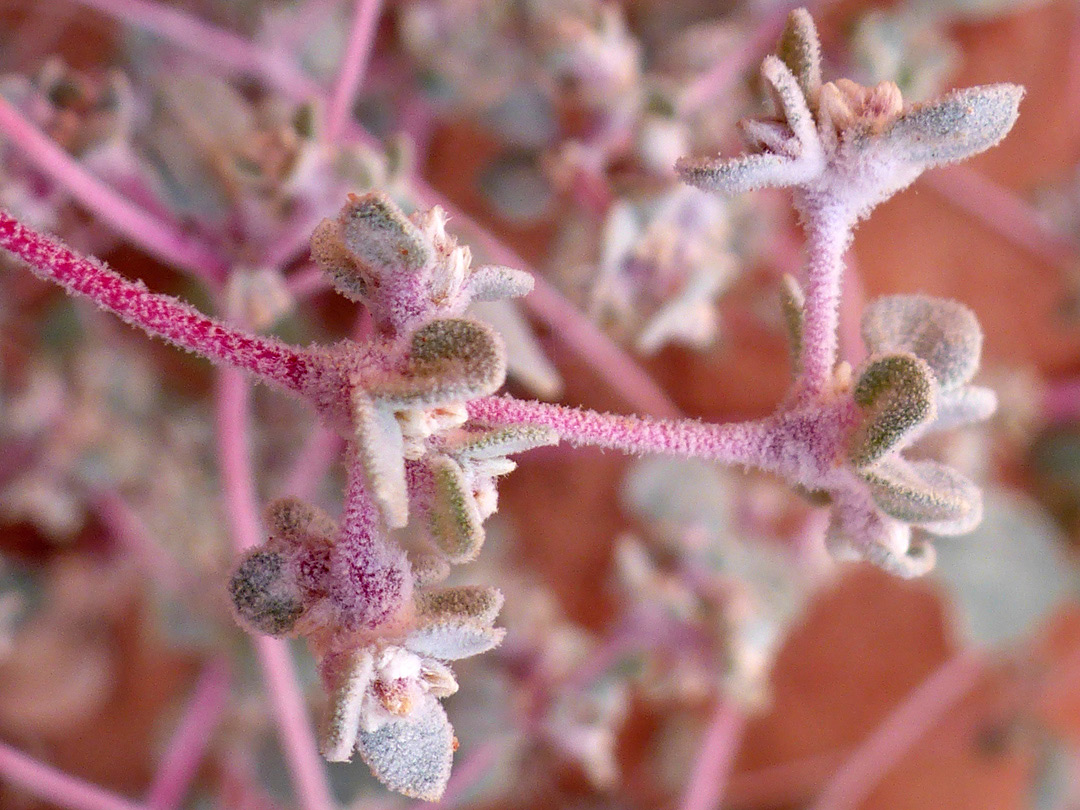 Red stems