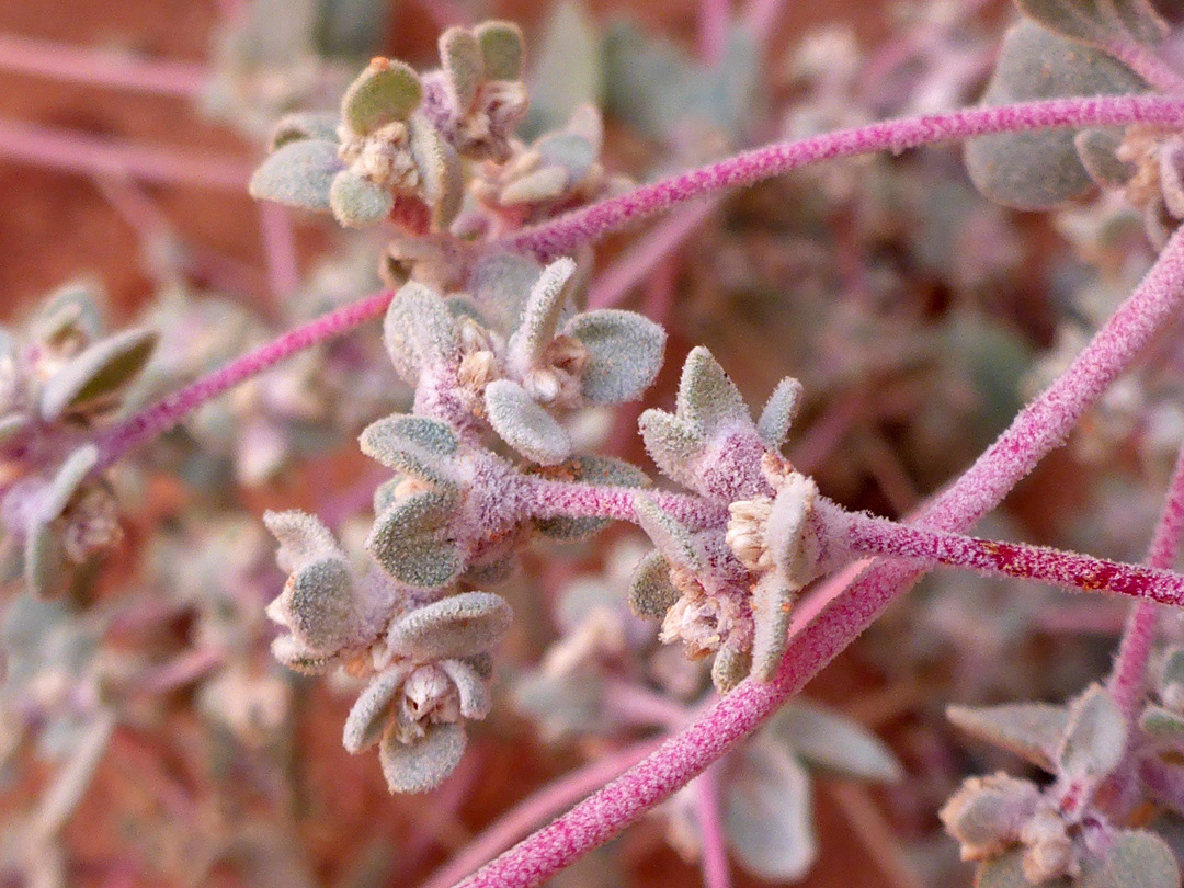 Flowering stems