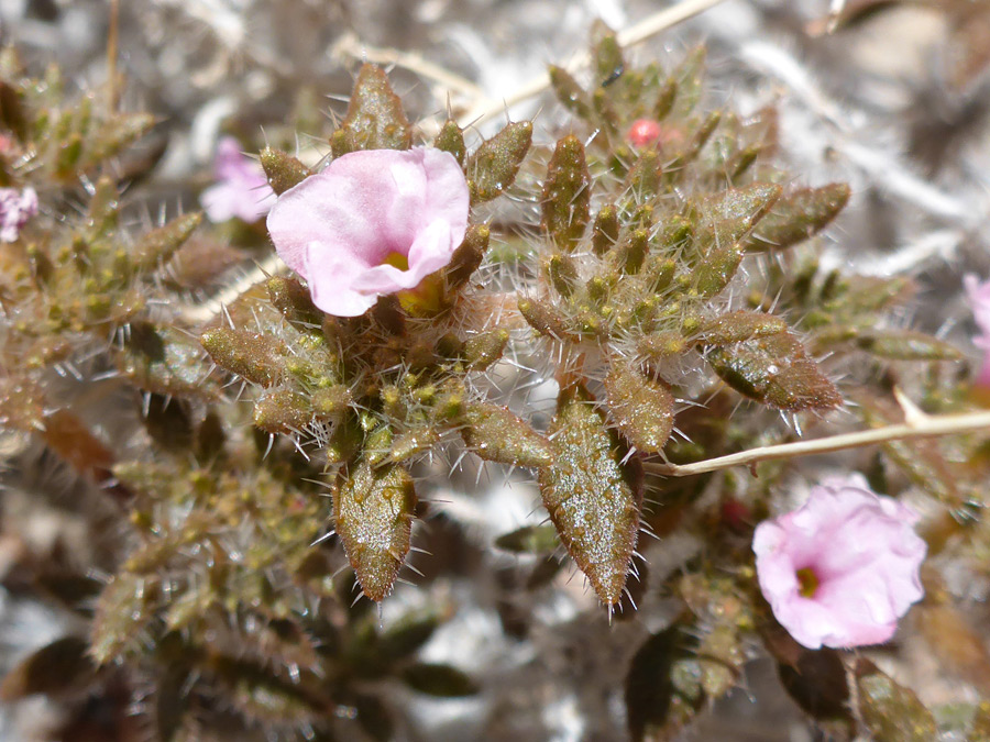 Flowers and leaves