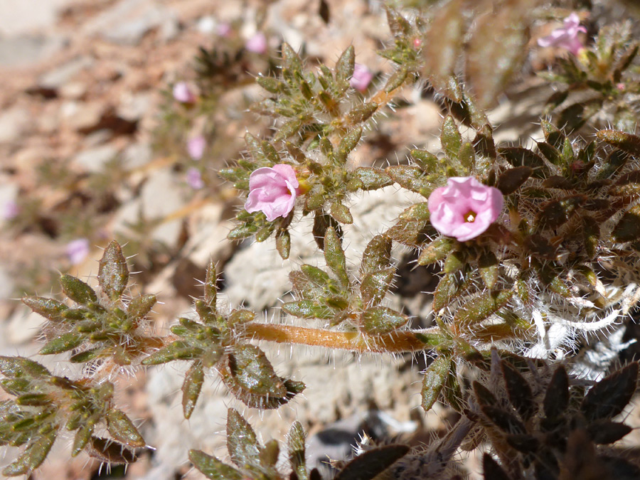 Stems and leaves