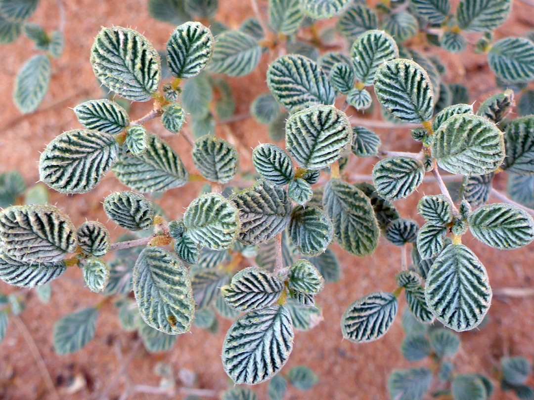 Hairy, spiny leaves