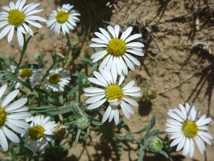 Flowers and buds