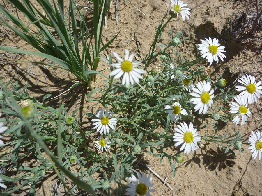 Foliage