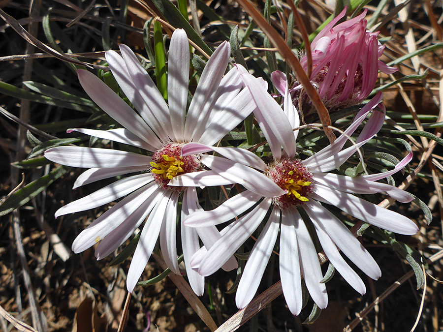 Pinkish petals