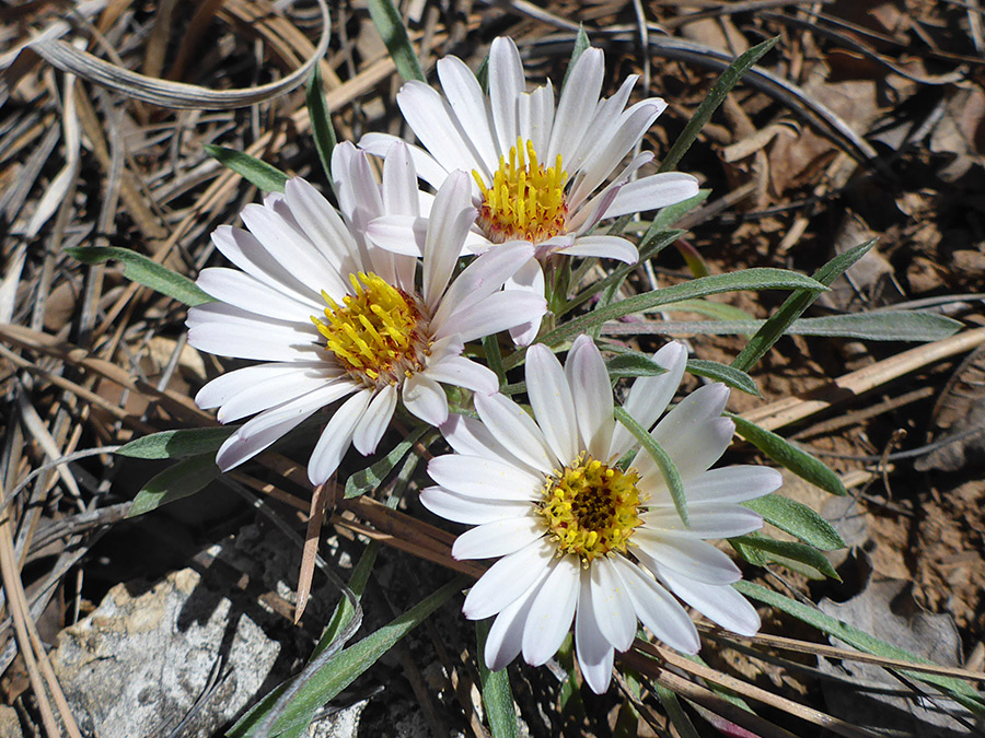 Three flowerheads