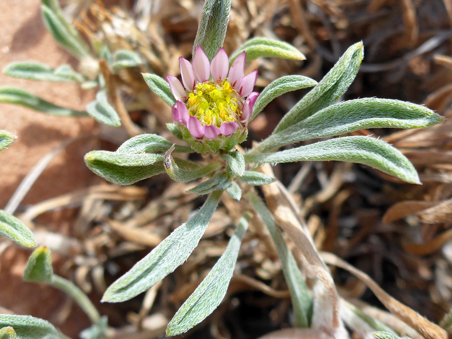 Developing flowerhead