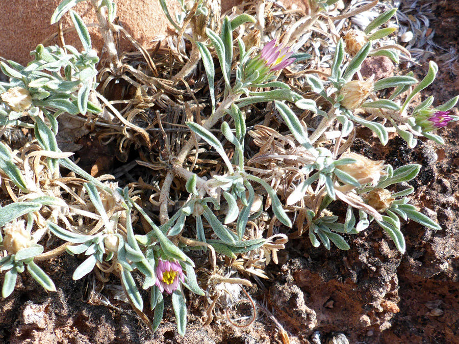 Stems and leaves