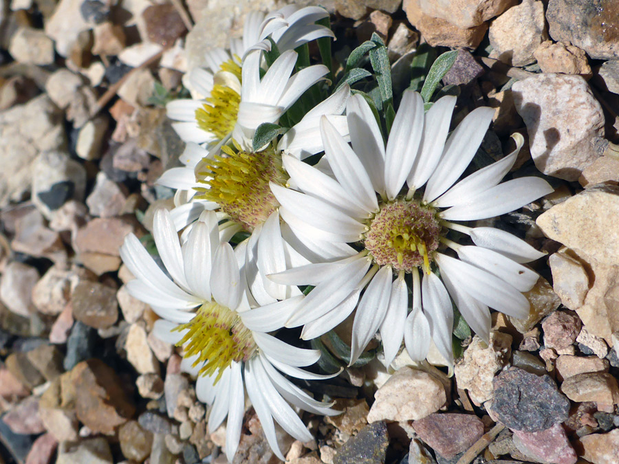 Large flowerheads