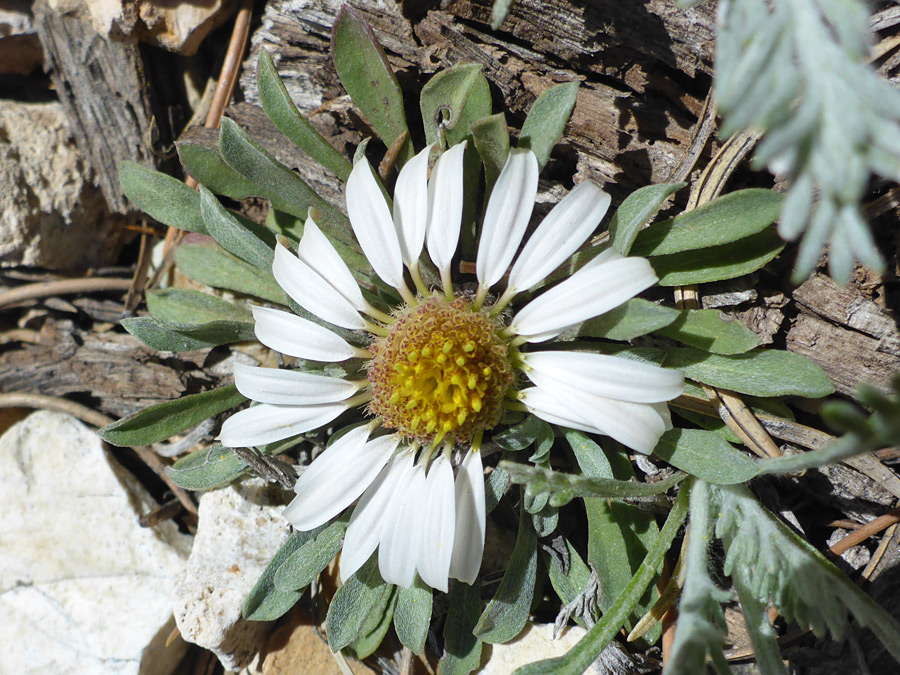 Stemless flowerhead