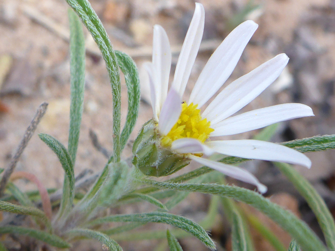 White ray florets