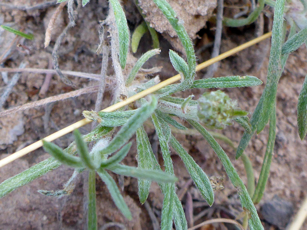 Narrow, hairy leaves