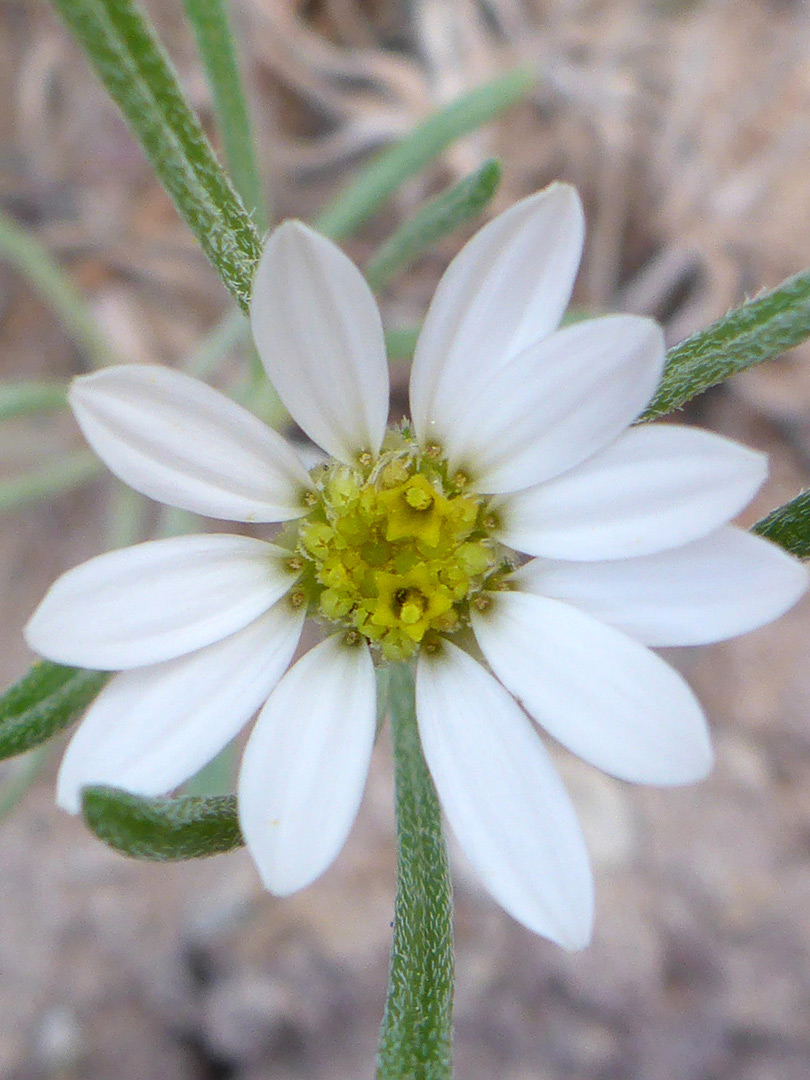 Flowerhead