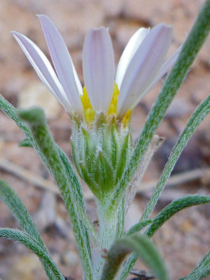 Ciliate phyllaries