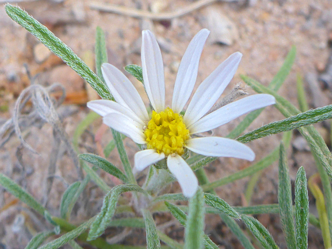 Leaves and flowerhead