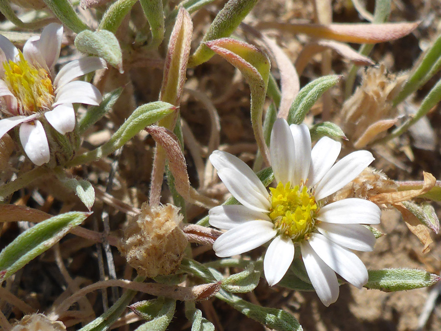 Leaves and flowerheads