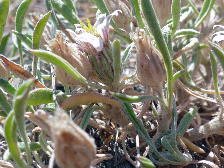 Withering flowerheads