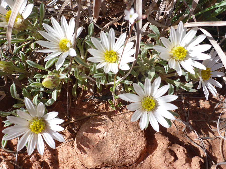 Seven flowerheads