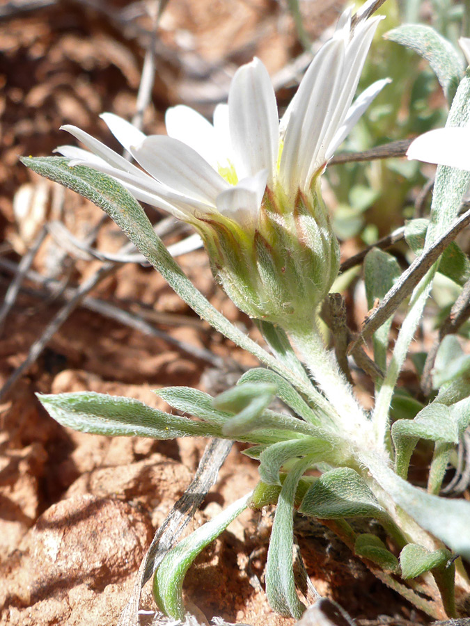 Hairy leaves and stems