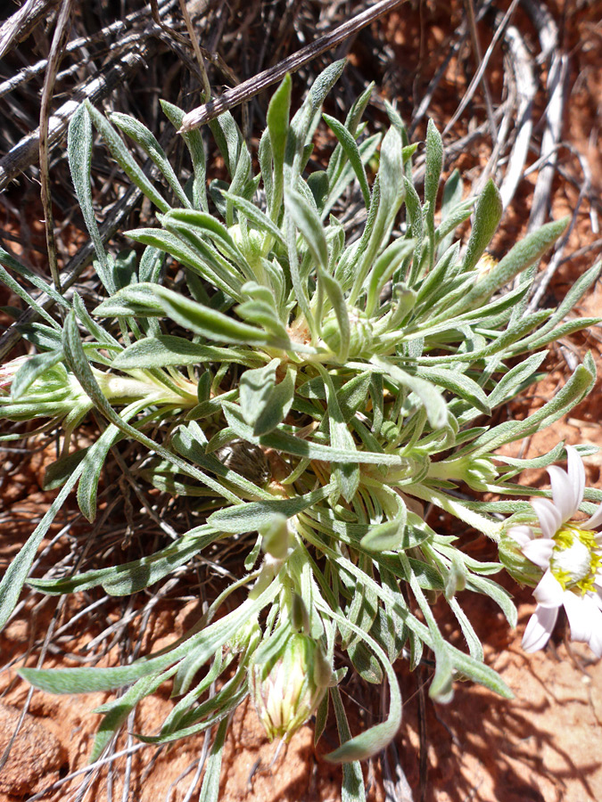 Narrow leaves