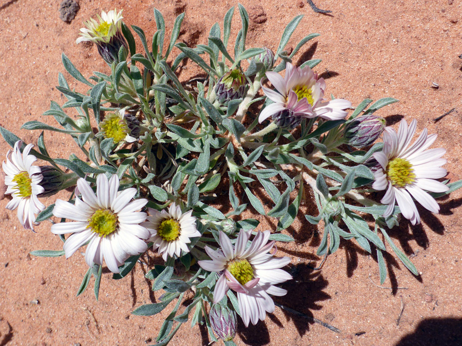 Pinkish flowerheads