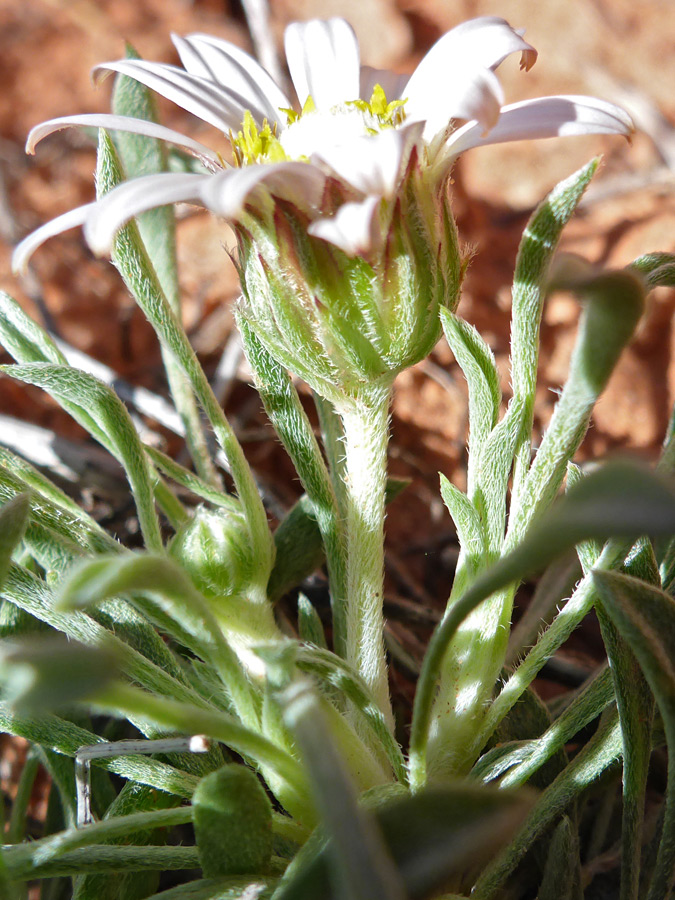 Stems and leaves