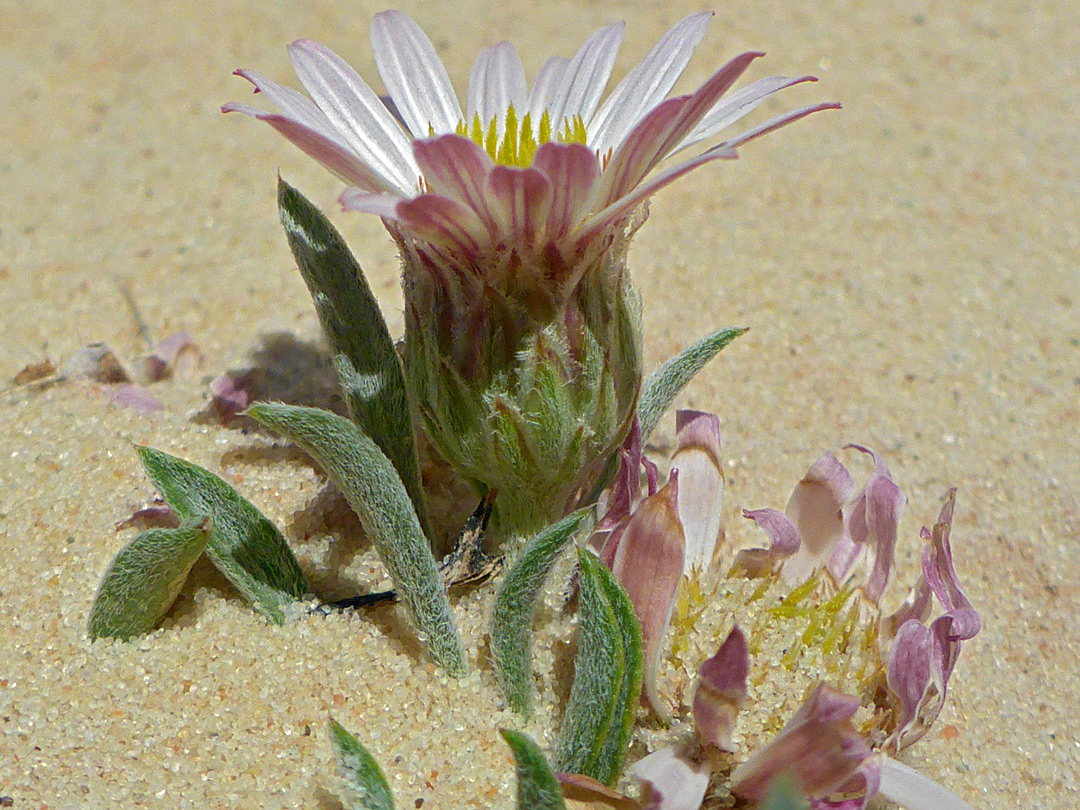 Sandy flowerheads