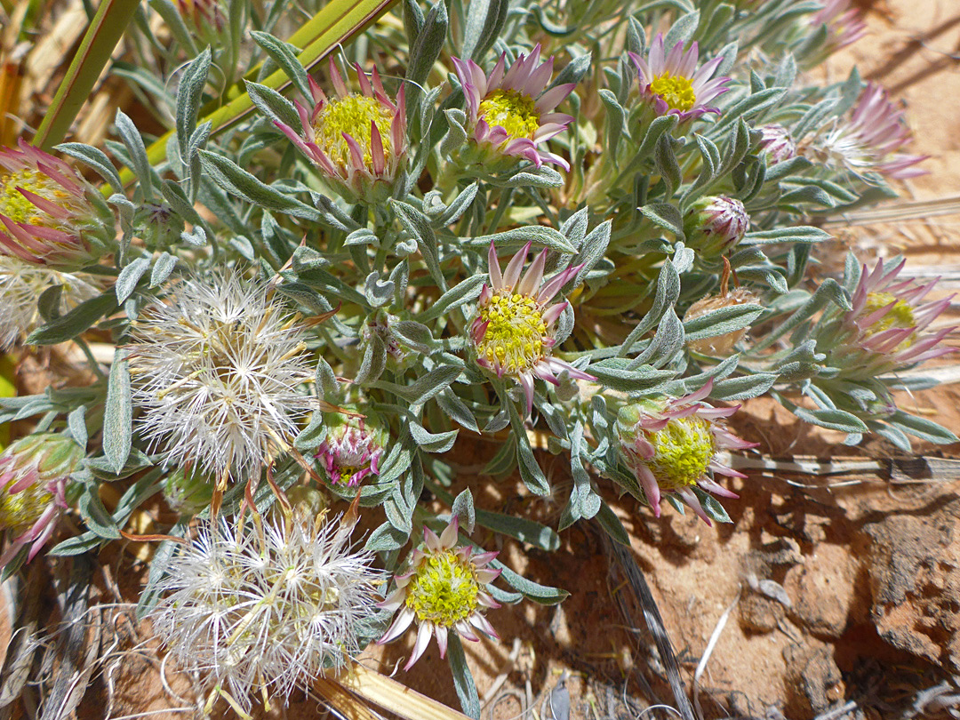 Flowerheads, seeds and leaves