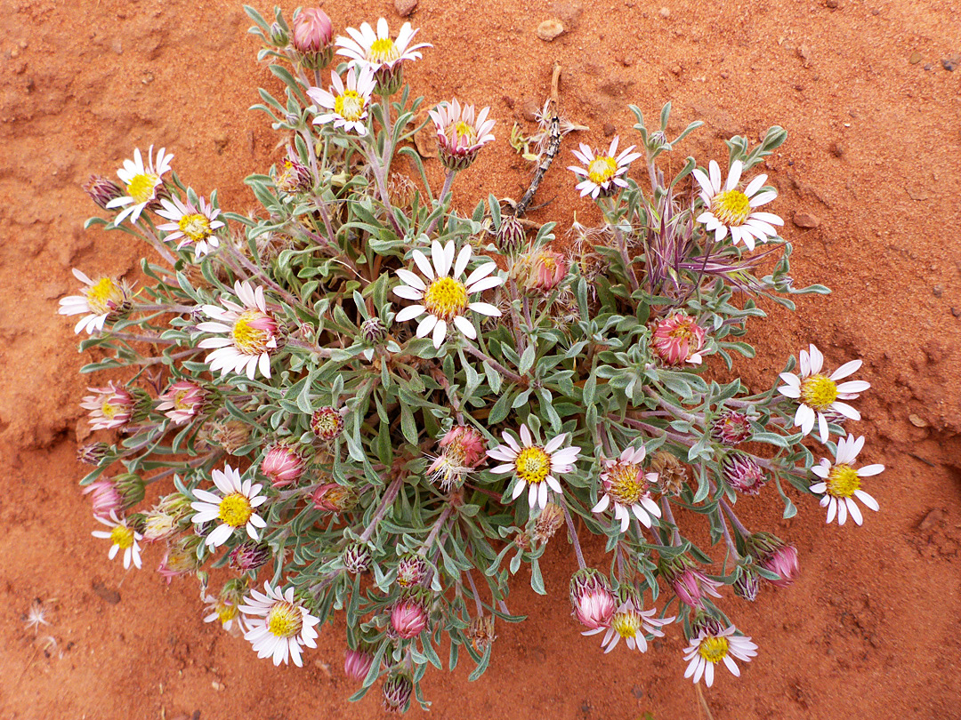 Many flowering stems