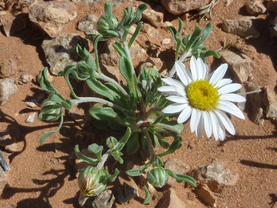 Flower and buds