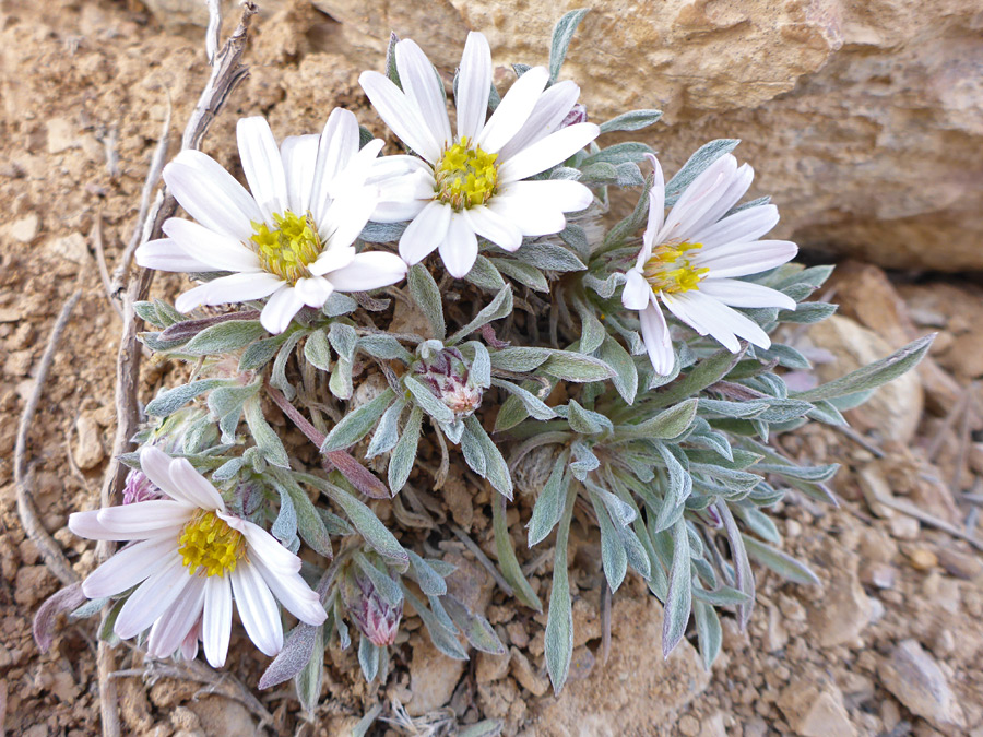 Four flowers